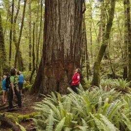 Guided walkers standing beside a towering native beech tree in Fiordland’s forest.