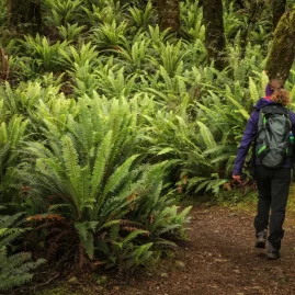 Hiker walking through dense fern-covered forest on the Kepler Track in Fiordland National Park.