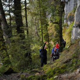 Guided group walking below steep bluffs on the forested section of the Kepler Track.