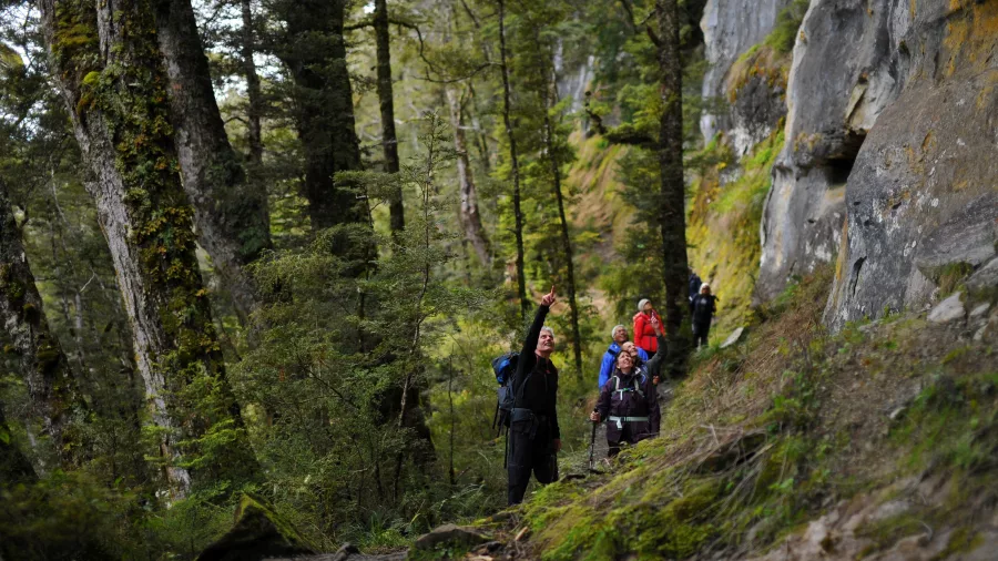 Guided group walking below steep bluffs on the forested section of the Kepler Track.