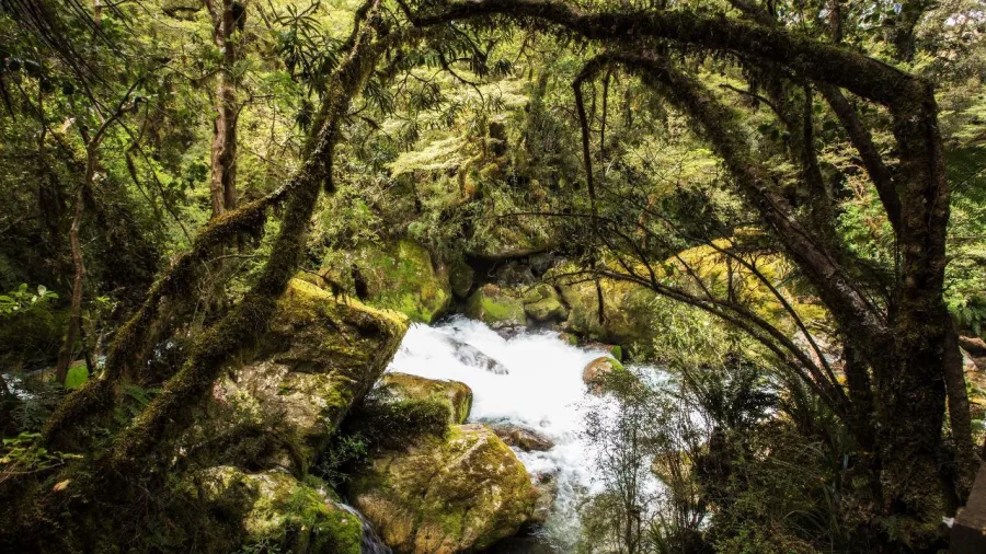 Moss-covered trees arch over a stream and small waterfall on the Lake Marian Guided Walk from Te Anau.