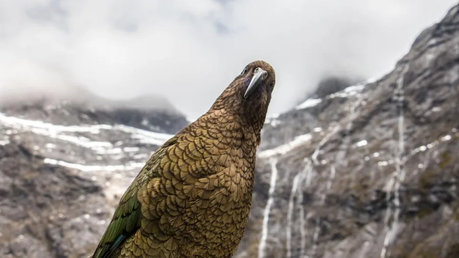 A curious Kea perches with snow-dusted mountains behind, spotted along the Lake Marian Track.