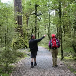 Guide points out native flora during a forest walk on the Private Milford Experience from Te Anau.