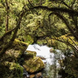 A forest-framed cascade tumbles over mossy rocks near a nature trail on the Milford Road.