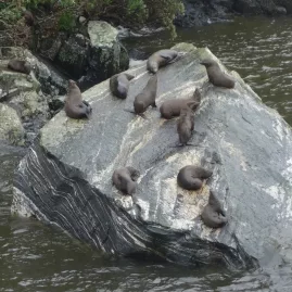 Kekeno (New Zealand fur seal) resting on rocks in Milford Sound.
