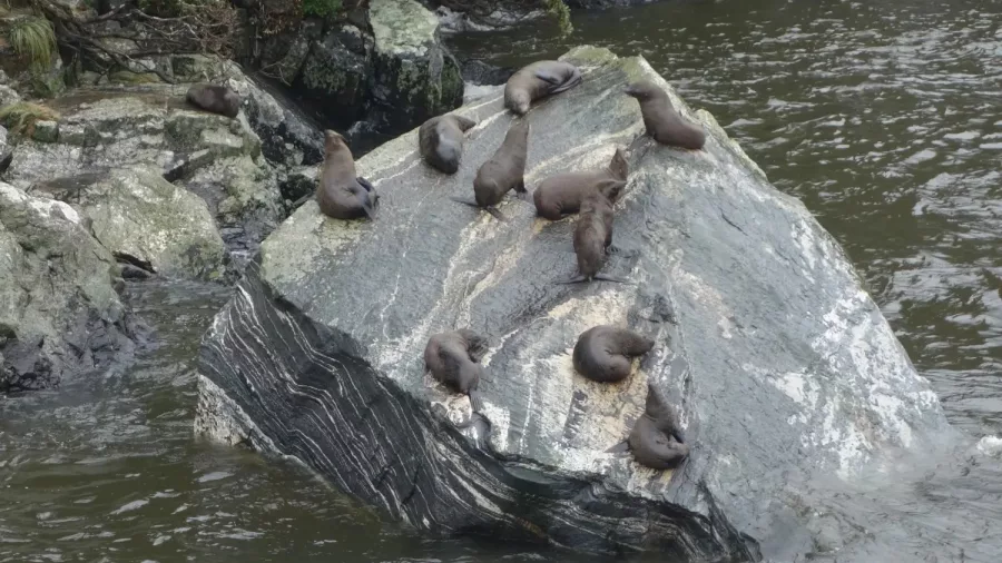 Kekeno (New Zealand fur seal) resting on rocks in Milford Sound.