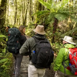 Guided hike through native forest on the Milford Track.