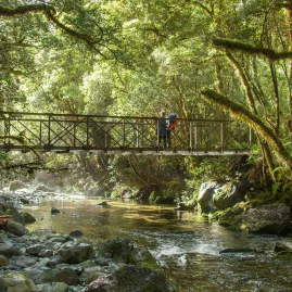 Hikers pause on a footbridge above Camp Oven Creek surrounded by lush Fiordland forest.
