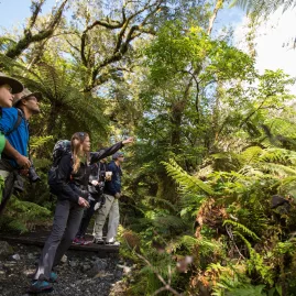Small group on a guided nature walk along the Milford Track, observing native plants in lush Fiordland forest.