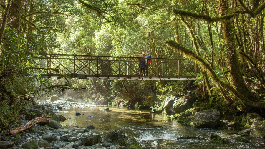 Hikers pause on a footbridge above Camp Oven Creek surrounded by lush Fiordland forest.