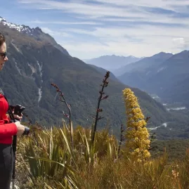 Woman photographing native Spaniard grass flower overlooking Hollyford Valley on the Routeburn Track.
