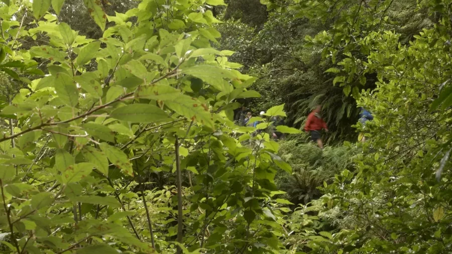 Hikers partially hidden in lush native bush along the Routeburn Track.