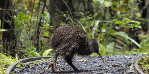 Stewart Island brown kiwi walking along a forest track in native bush.