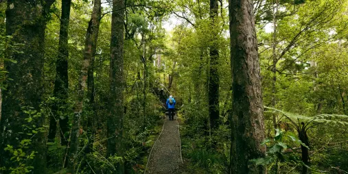 Walking track through native forest on Stewart Island, New Zealand.