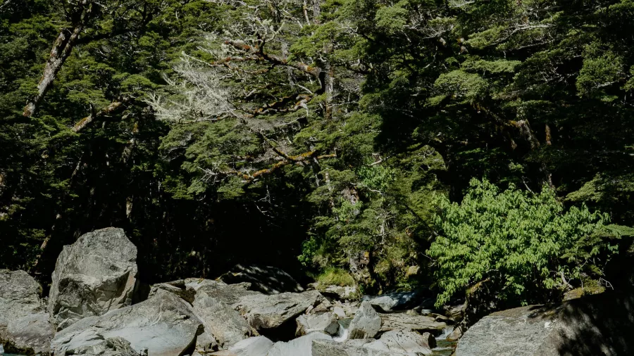 Clear mountain stream along the Routeburn Track, Fiordland National Park