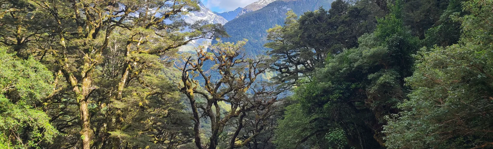 Native forest near The Divide on the Routeburn Track