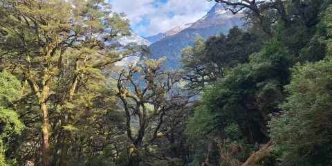 Native forest near The Divide on the Routeburn Track