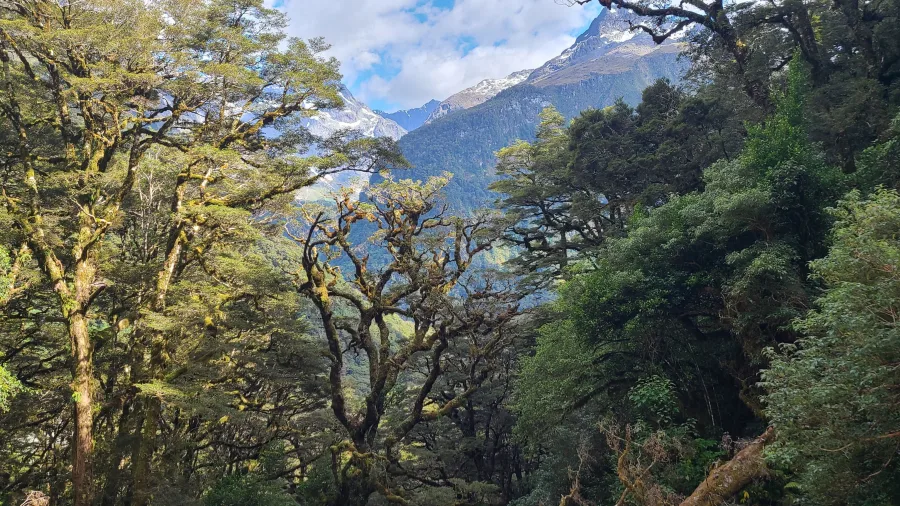 Native forest near The Divide on the Routeburn Track