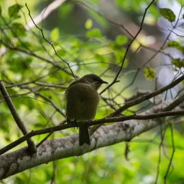 Bellbird Korimako perched on Ulva Island in Southland, New Zealand