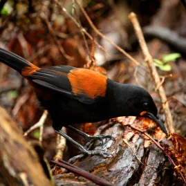 South Island Saddleback bird on Ulva Island in Southland, New Zealand