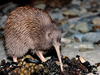 Brown Kiwi foraging at night on Ulva Island, Stewart Island Rakiura