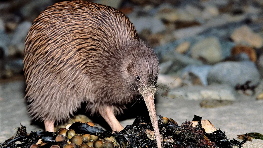 Brown Kiwi foraging at night on Ulva Island, Stewart Island Rakiura