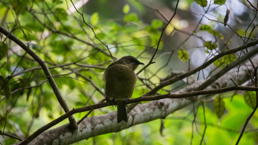 Bellbird Korimako perched on Ulva Island in Southland, New Zealand