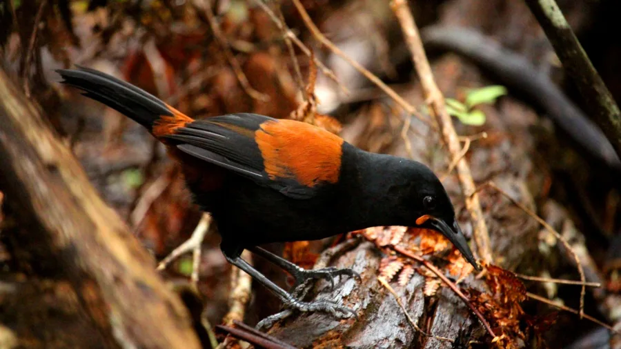 South Island Saddleback bird on Ulva Island in Southland, New Zealand