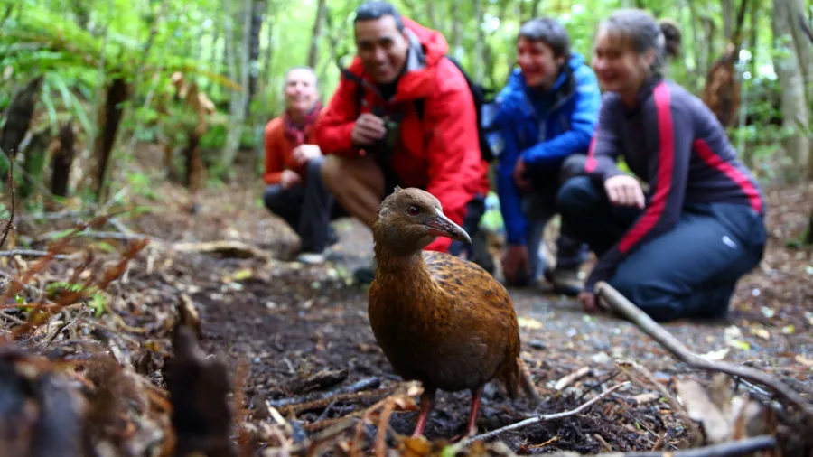 Weka bird on Ulva Island in Southland, New Zealand