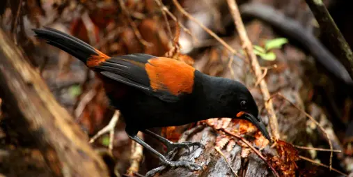 South Island Saddleback bird on Ulva Island in Southland, New Zealand