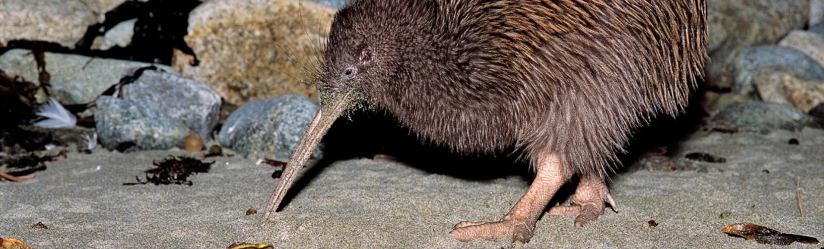 Brown Kiwi foraging on the beach at night, Stewart Island Rakiura