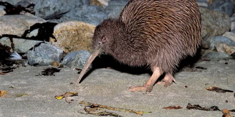 Brown Kiwi foraging on the beach at night, Stewart Island Rakiura