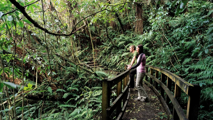 Fuchsia Walk in lush native forest, Stewart Island Rakiura, New Zealand