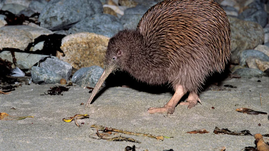 Brown Kiwi foraging on the beach at night, Stewart Island Rakiura