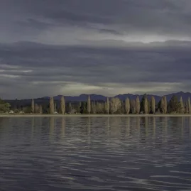 Poplar trees lining Lake Te Anau in Southland New Zealand