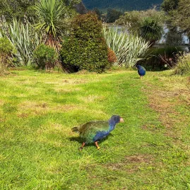 Takahe at Te Anau Bird Sanctuary in Southland New Zealand