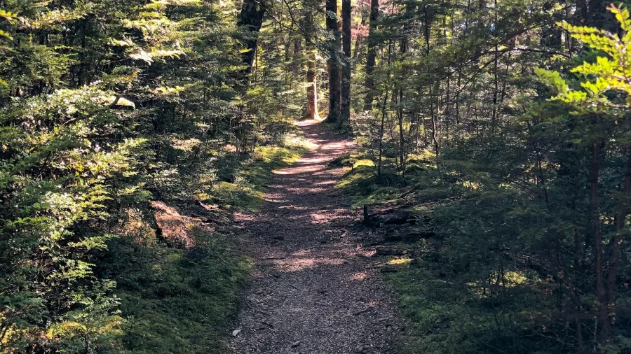 Forest walking track at Mavora Lakes in Southland New Zealand