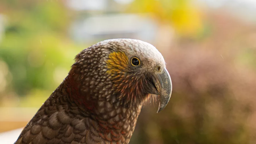 Kākā native parrot in Southland New Zealand