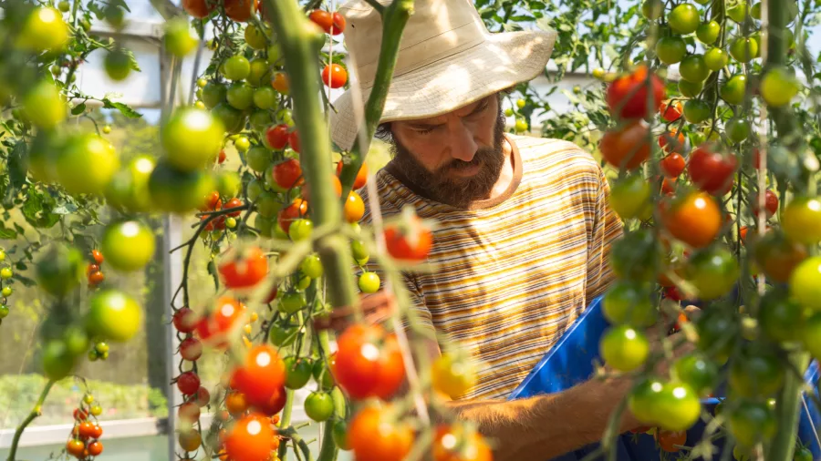 Man harvesting ripe tomatoes inside the greenhouse at Kii Tahi nursery in Taranaki