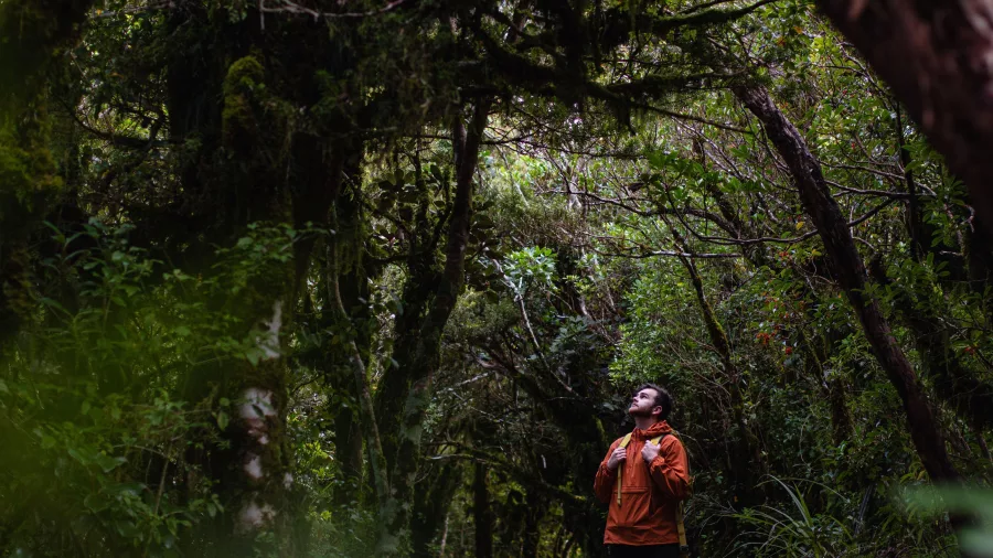 Man looking up inside the moss-covered Goblin Forest in Egmont National Park