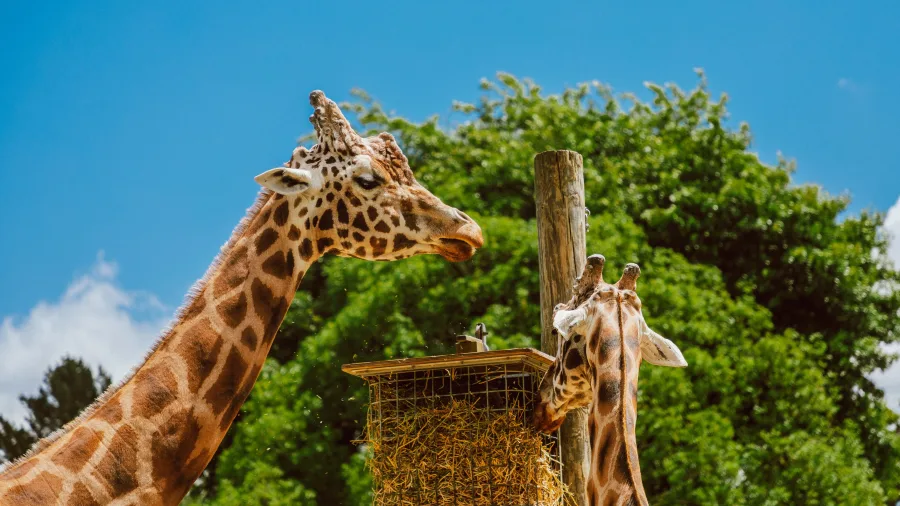 Two giraffes feeding at Hamilton Zoo in Waikato, New Zealand.