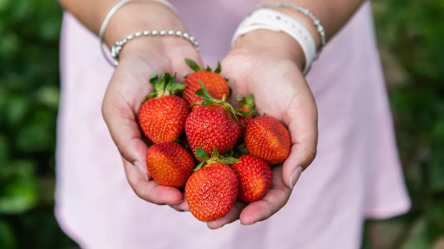 Freshly picked strawberries held in cupped hands at Ruakura Berry Shop in Hamilton, Waikato, New Zealand.