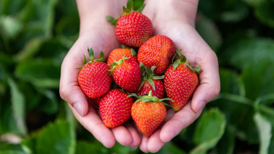 Freshly picked strawberries held in cupped hands at Ruakura Berry Shop in Hamilton, Waikato, New Zealand.