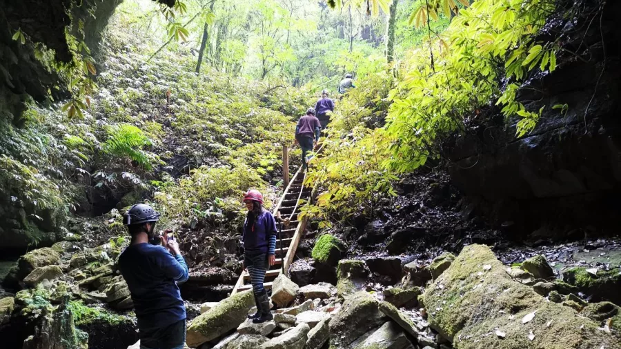 Group of visitors climbing a ladder into a limestone cave surrounded by native forest in Waitomo.