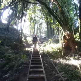 People descending a staircase through lush native forest toward the entrance of a Waitomo cave.