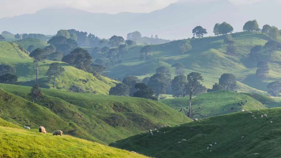 Green rolling hills with sheep and scattered trees near Hobbiton in Waikato, New Zealand