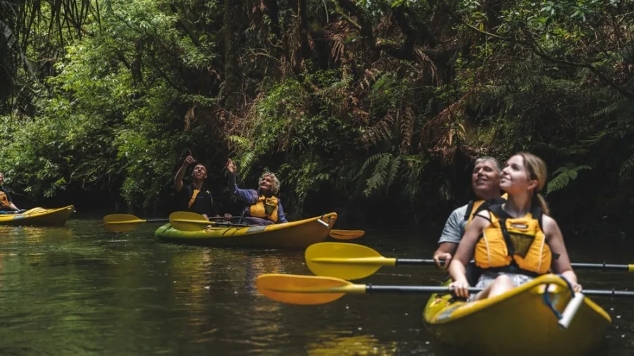 Kayakers looking up at native forest canopy during a canyon tour with Riverside Adventures