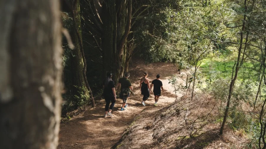 Group walking through a forest trail in Waikato