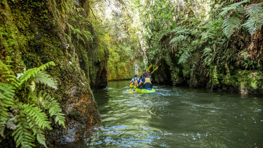 Kayaking through a narrow fern-lined gorge on Lake Karapiro near Cambridge in Waikato