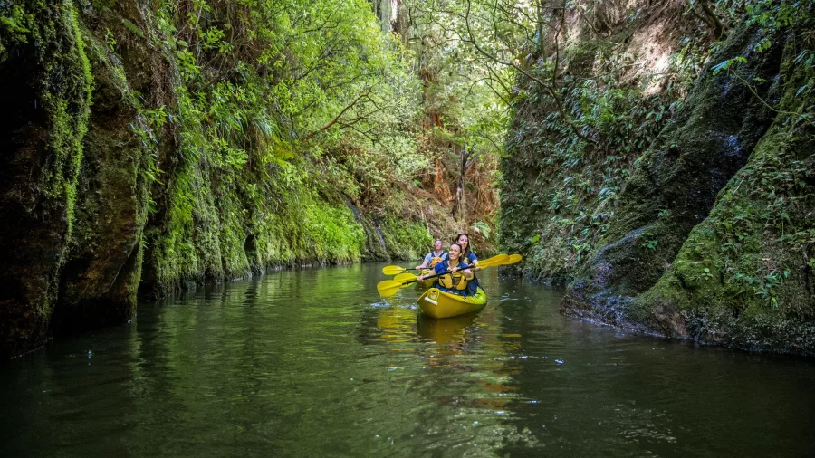 Group of people kayaking through a lush gorge on Lake Karapiro near Cambridge in Waikato